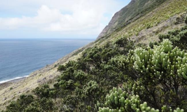 Patches of grey mould on a steep hill on Nightingale islang