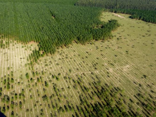 Aerial view of reforestation