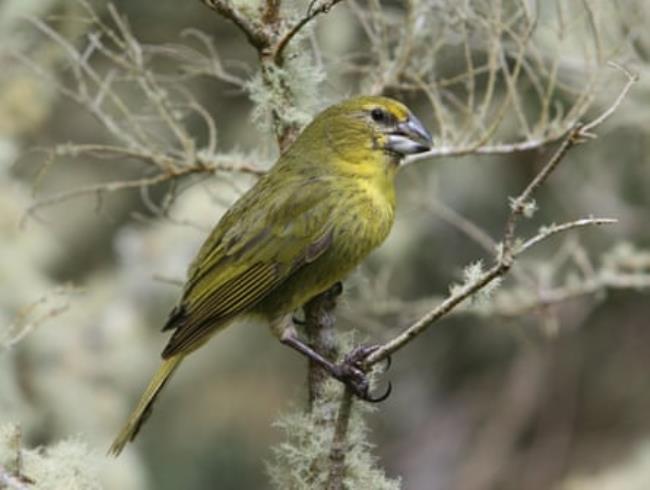 A Wilkins’ bunting bird perches on a branch